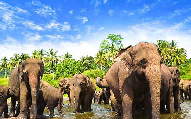 Tourism Companies in Sri Lanka